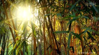 竹子太阳叶子早晨